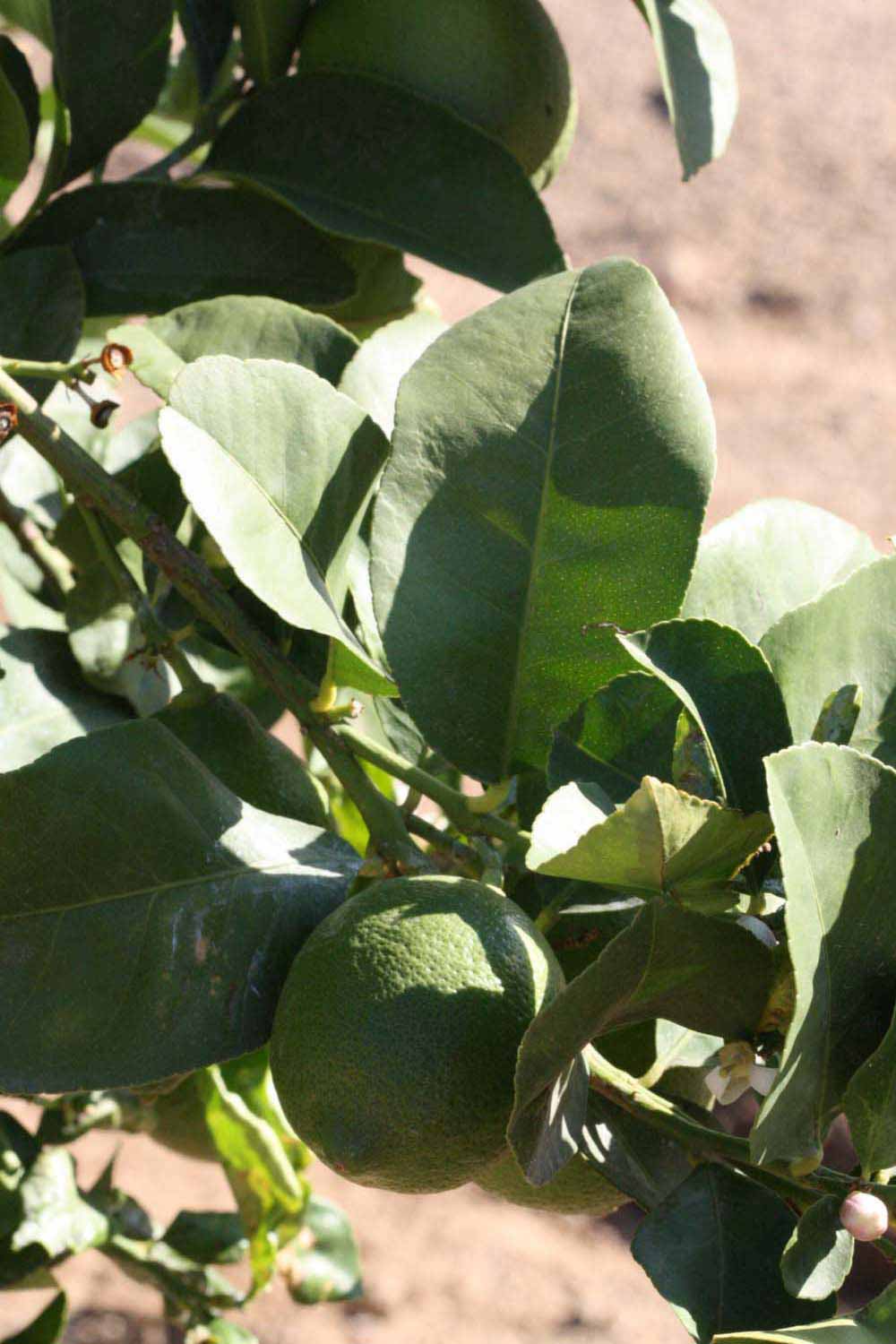              Sun leaves (Riverside, CA)       